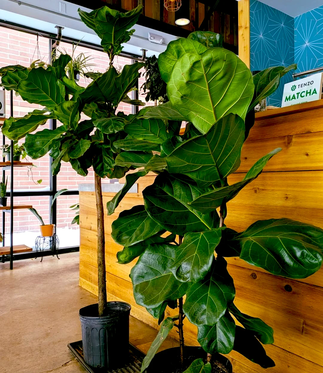 Fiddle Leaf Fig at Heady Plant Shop Boulder