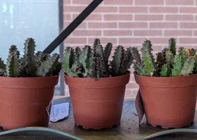 Heady Plant Shop Boulder Plants 3
