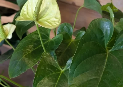 Heady Plant Shop Boulder Plants 7