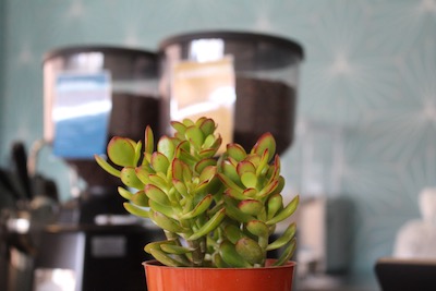 Heady Coffee Co Succulents
