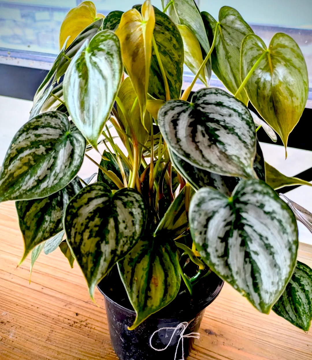 Philodendron Brandi at Heady Plant Shop Boulder