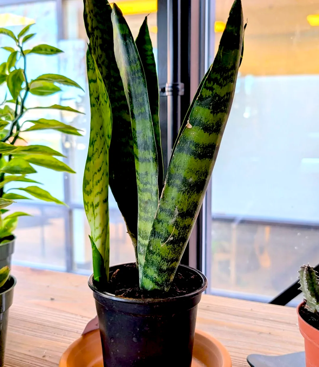 Snake Plant at Heady Plant Shop Boulder
