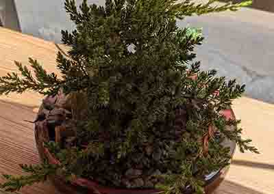 Heady Plant Shop Boulder Plants 7