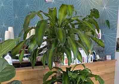 Heady Plant Shop Boulder Plants 1