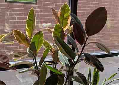 Heady Plant Shop Boulder Plants 7