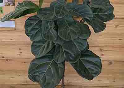 Heady Plant Shop Boulder Plants 3