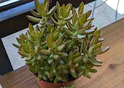 Heady Plant Shop Boulder Plants 2